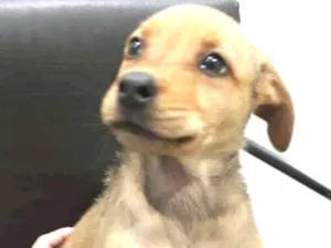 Cachorro raça  idade  nome Nayla ( filhote)