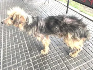 Cachorro raça Desconhecido idade 3 anos nome Sem nome