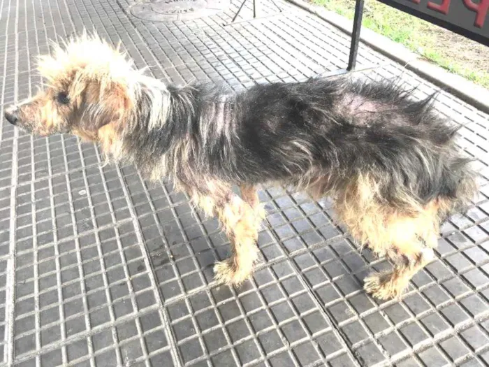 Cachorro ra a Desconhecido idade 3 anos nome Sem nome