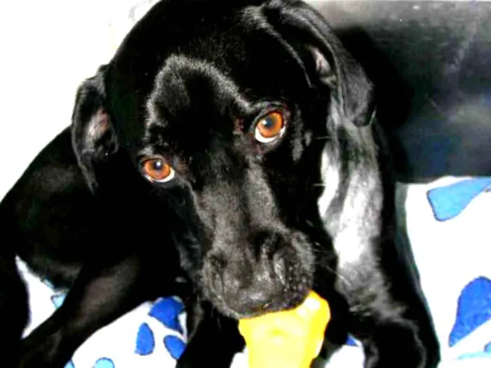 Cachorro ra a Mix de labrador  idade 2 anos nome Zorro