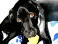 Zorro