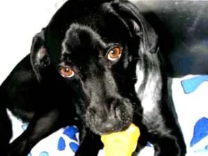 Cachorro raça Mix de labrador  idade 2 anos nome Zorro