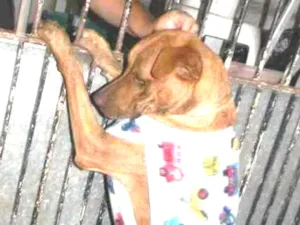 Cachorro raça Mix pit bull idade 1 ano nome Raika