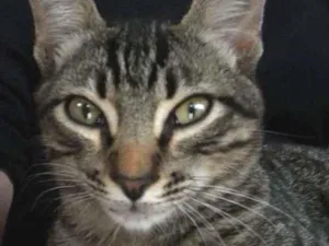 Gato raça sem raça idade 7 a 11 meses nome Darth