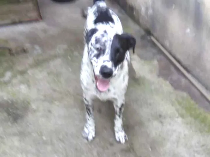 Cachorro ra a Dálmata  idade 6 ou mais anos nome Conrrado