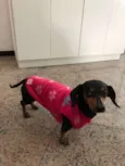 Pretinha