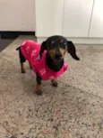 Pretinha