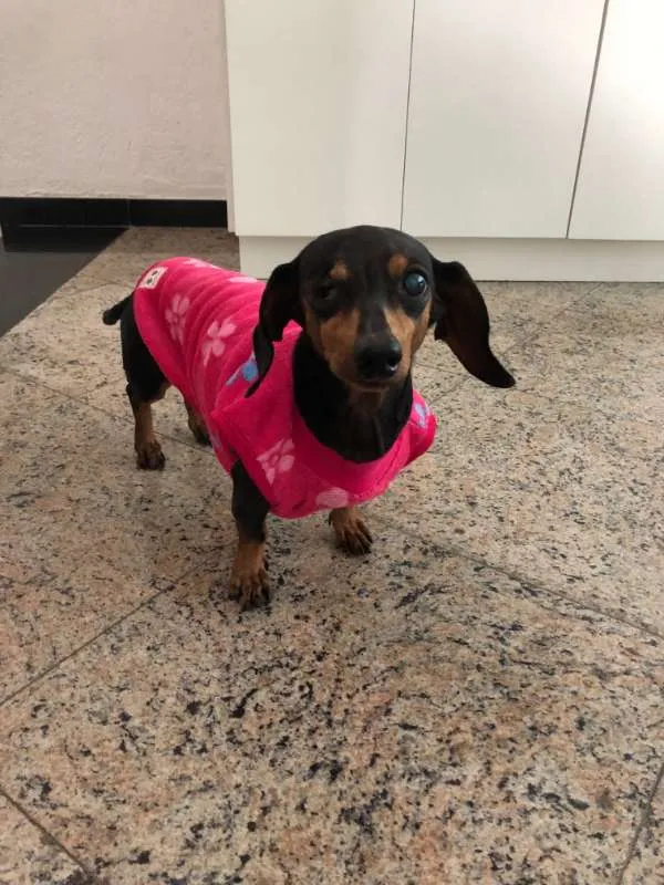 Cachorro ra a Dachshund idade 6 ou mais anos nome Pretinha
