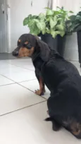 Pretinha