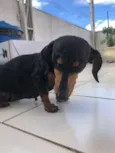 Pretinha