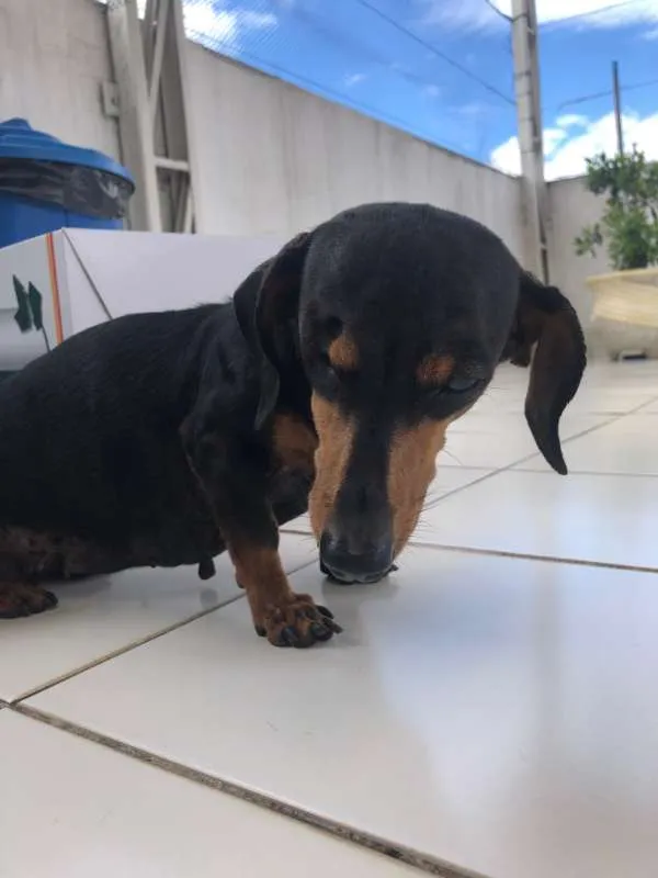Cachorro ra a Dachshund idade 6 ou mais anos nome Pretinha