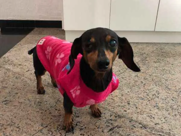 Cachorro ra a Dachshund idade 6 ou mais anos nome Pretinha