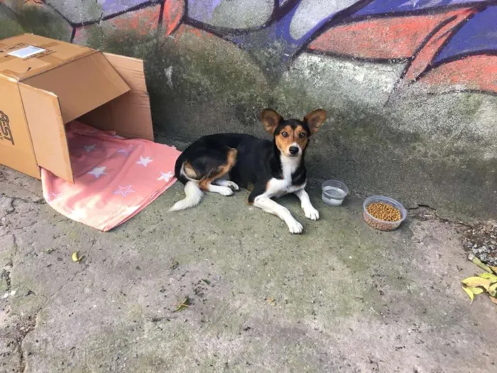 Cachorro ra a Vira lata  idade 1 ano nome Não tem nome ainda 