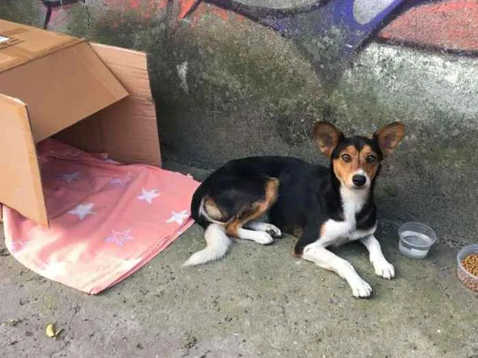 Cachorro ra a Vira lata  idade 1 ano nome Não tem nome ainda 
