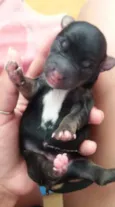 Nao tem sao filhotes