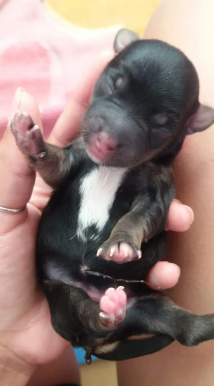 Cachorro ra a Basset com viralata idade Abaixo de 2 meses nome Nao tem sao filhotes