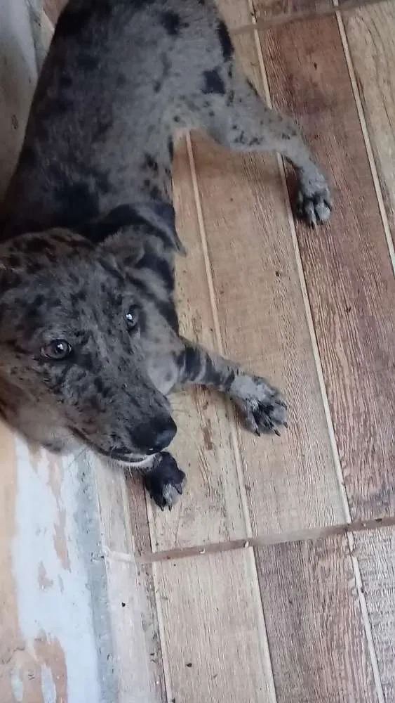 Cachorro ra a Blue heeler idade 2 a 6 meses nome Smile