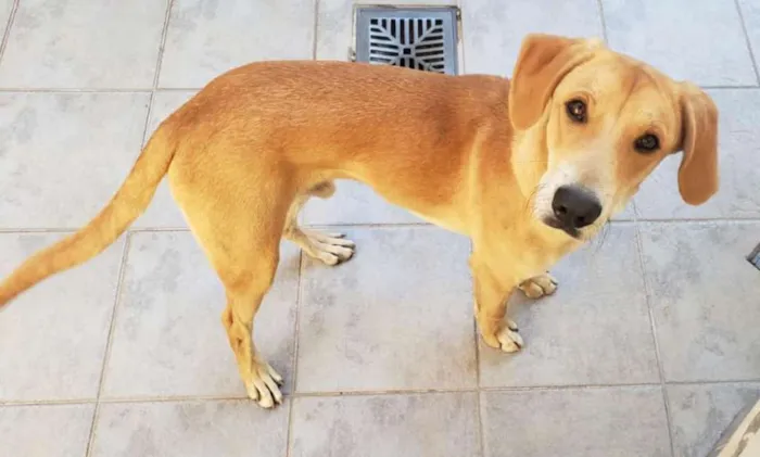 Cachorro ra a srd idade 1 ano nome sem nome