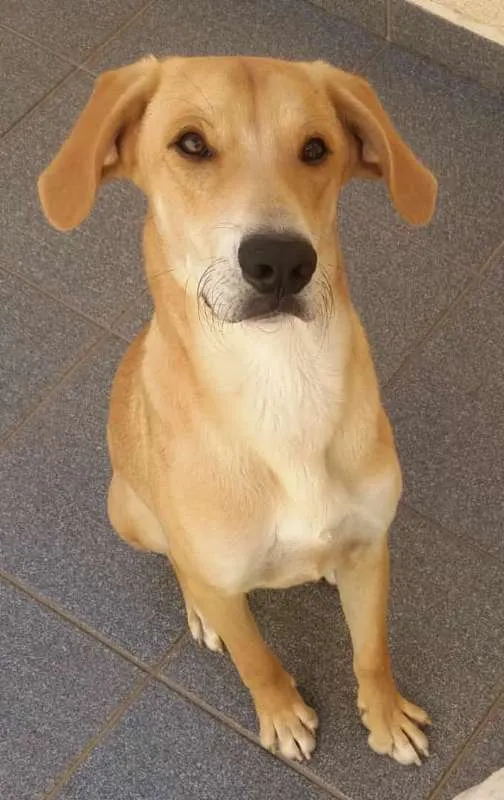 Cachorro ra a srd idade 1 ano nome sem nome