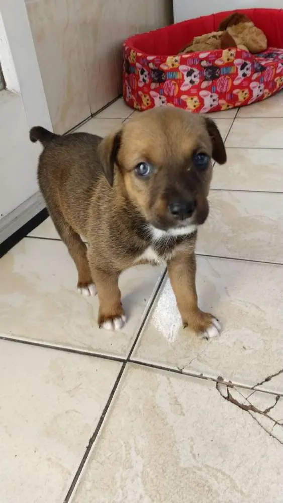 Cachorro ra a SRD idade Abaixo de 2 meses nome Julie 