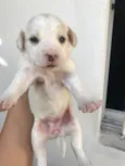 Princesa