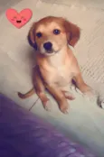 BELINHA