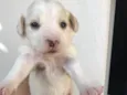 Princesa