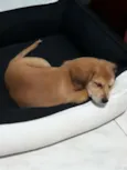 BELINHA
