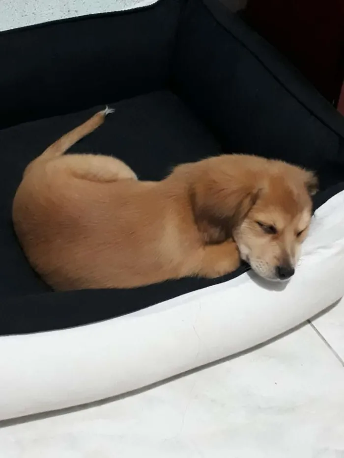 Cachorro ra a Cadela idade 2 a 6 meses nome BELINHA