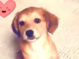 BELINHA