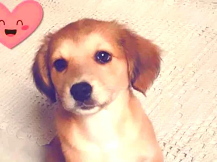 Cachorro ra a Cadela idade 2 a 6 meses nome BELINHA