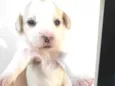 Princesa