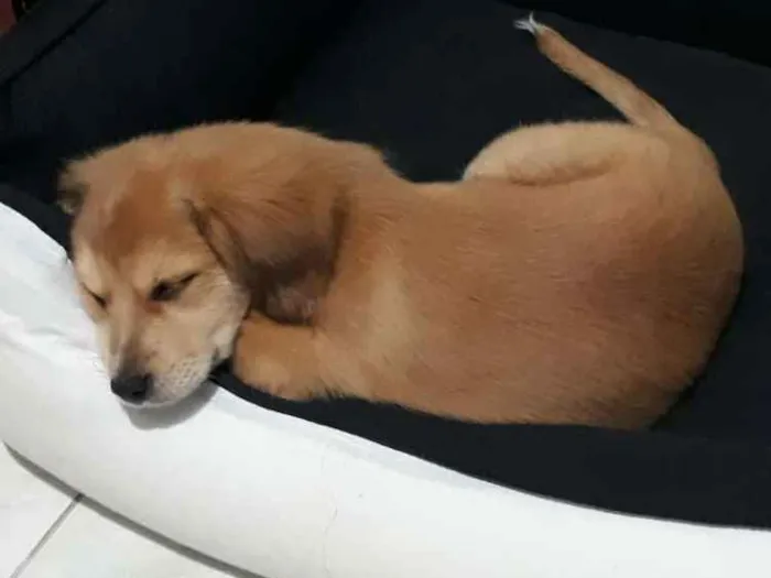 Cachorro ra a Cadela idade 2 a 6 meses nome BELINHA