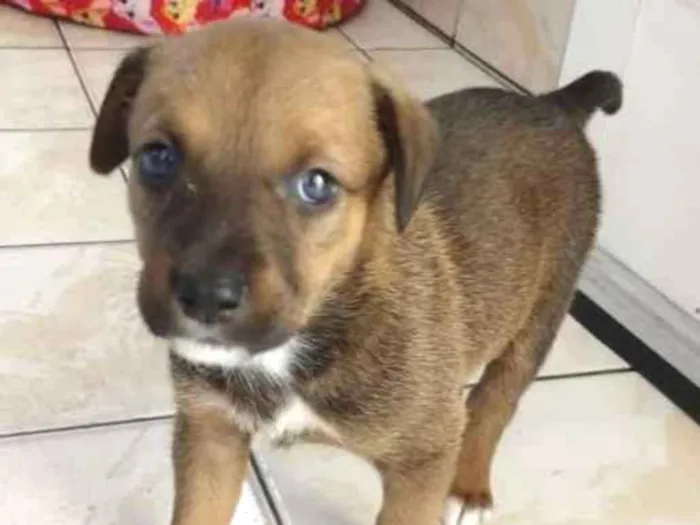 Cachorro ra a SRD idade Abaixo de 2 meses nome Julie 