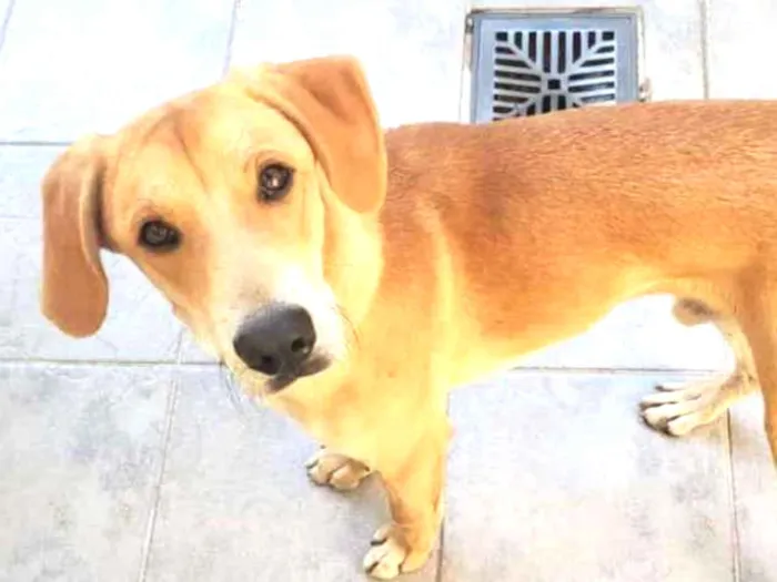 Cachorro ra a srd idade 1 ano nome sem nome