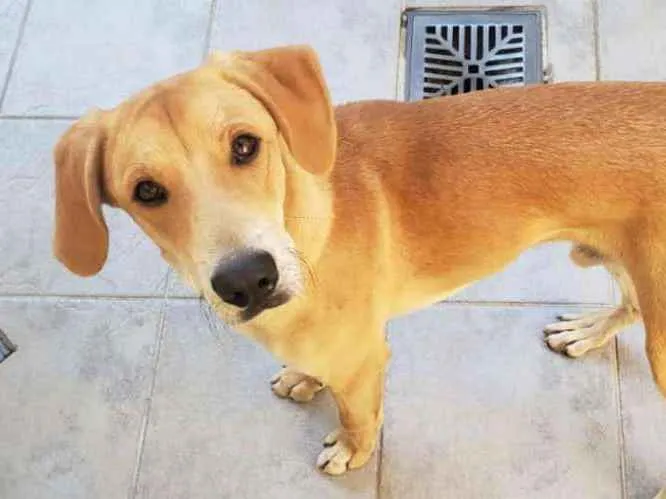 Cachorro ra a srd idade 1 ano nome sem nome