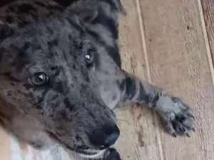 Cachorro raça Blue heeler idade 2 a 6 meses nome Smile