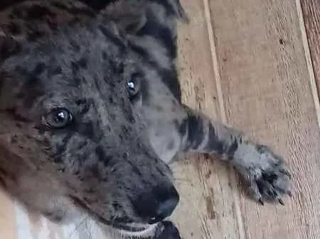 Cachorro ra a Blue heeler idade 2 a 6 meses nome Smile