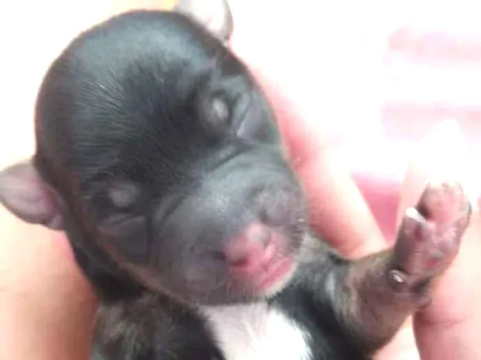 Cachorro ra a Basset com viralata idade Abaixo de 2 meses nome Nao tem sao filhotes