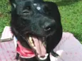 Bibi