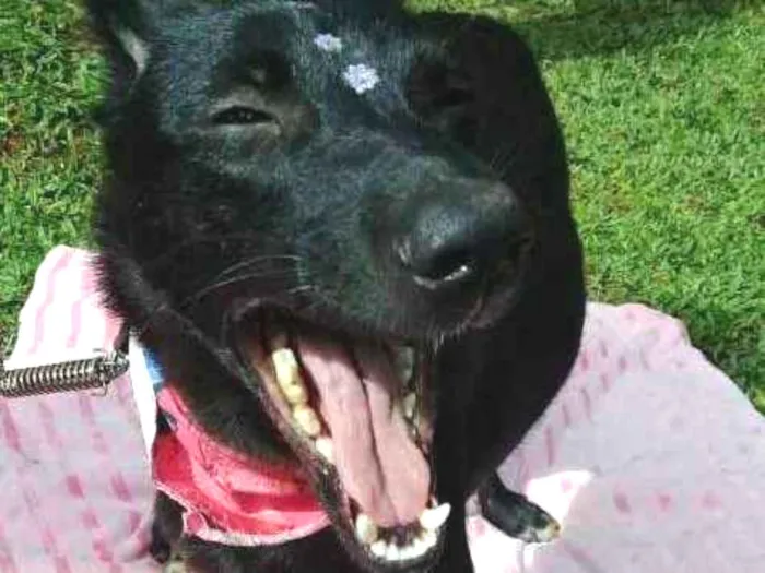Cachorro ra a SRD idade 1 ano nome Bibi