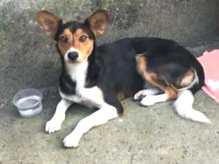 Cachorro ra a Vira lata  idade 1 ano nome Não tem nome ainda 