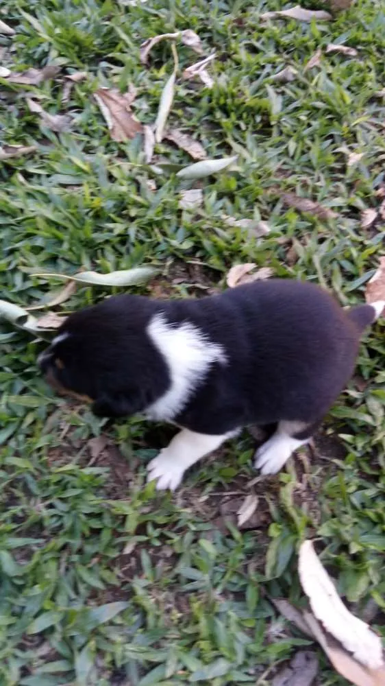 Cachorro ra a Boder coly idade Abaixo de 2 meses nome Sem nome