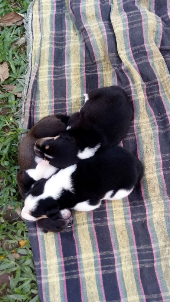 Cachorro ra a Boder coly idade Abaixo de 2 meses nome Sem nome