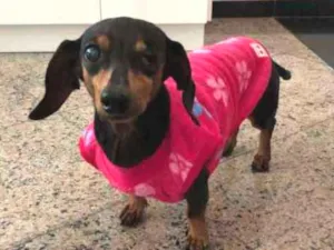 Cachorro raça Dachshund idade 6 ou mais anos nome Pretinha