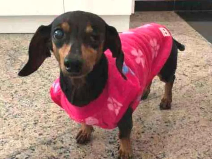Cachorro ra a Dachshund idade 6 ou mais anos nome Pretinha