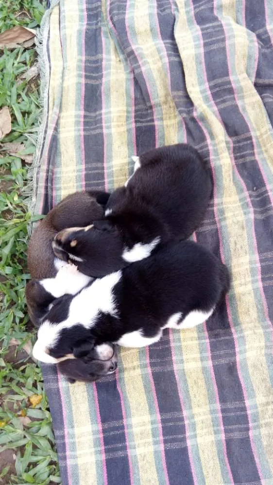Cachorro ra a Boder coly idade Abaixo de 2 meses nome Sem nome
