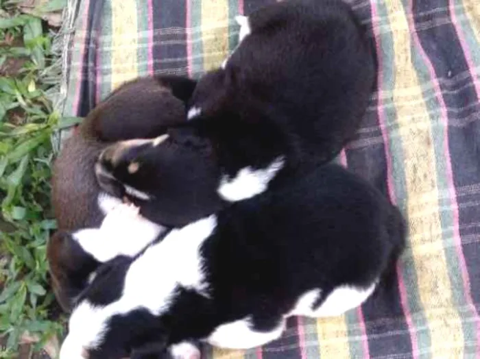 Cachorro ra a Boder coly idade Abaixo de 2 meses nome Sem nome