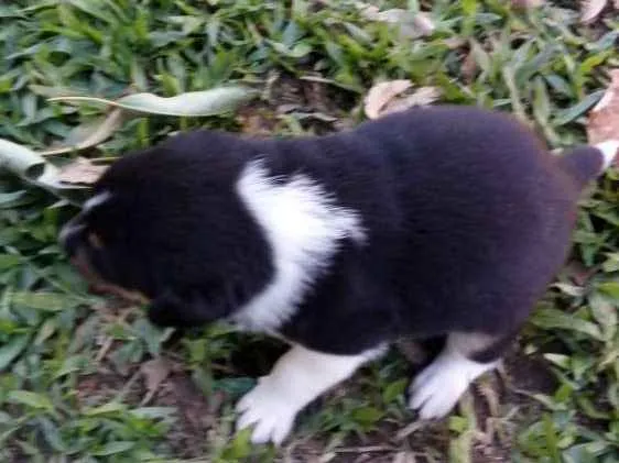 Cachorro ra a Boder coly idade Abaixo de 2 meses nome Sem nome