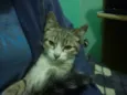 Amemdoim